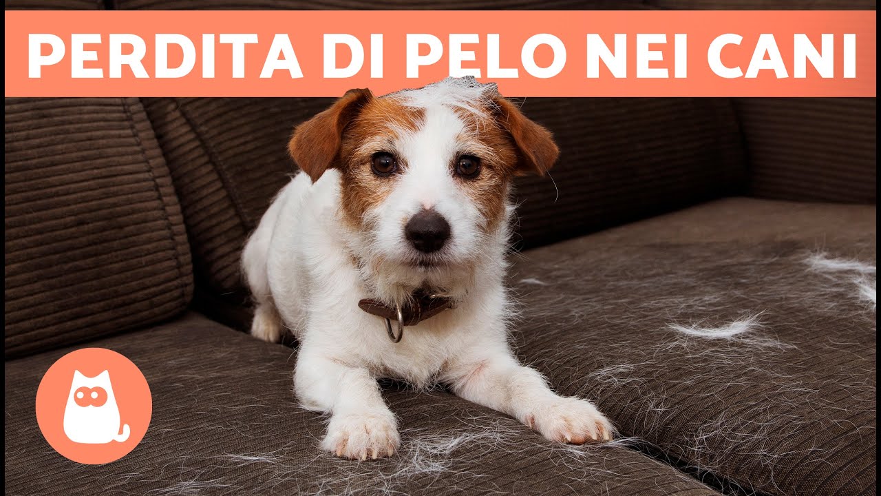 perché i cani perdono il pelo