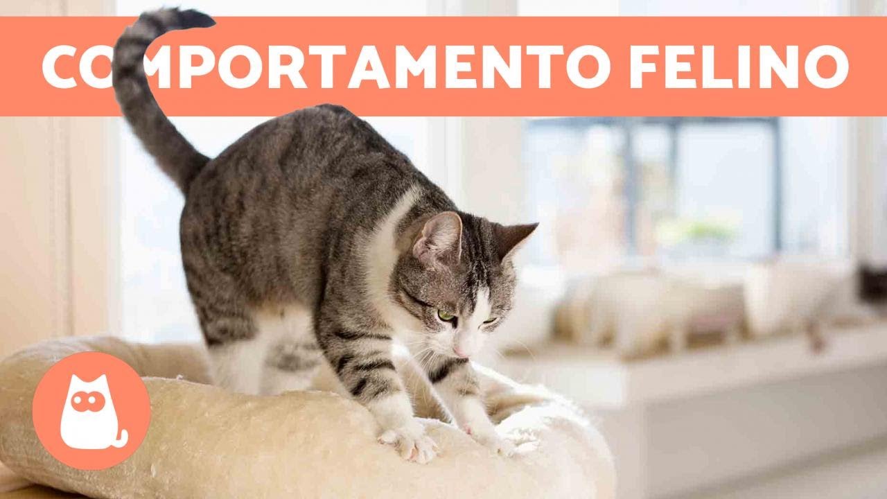 perchè i gatti impastano con le zampe