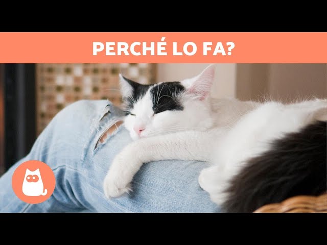 perchè i gatti si strusciano sulle gambe