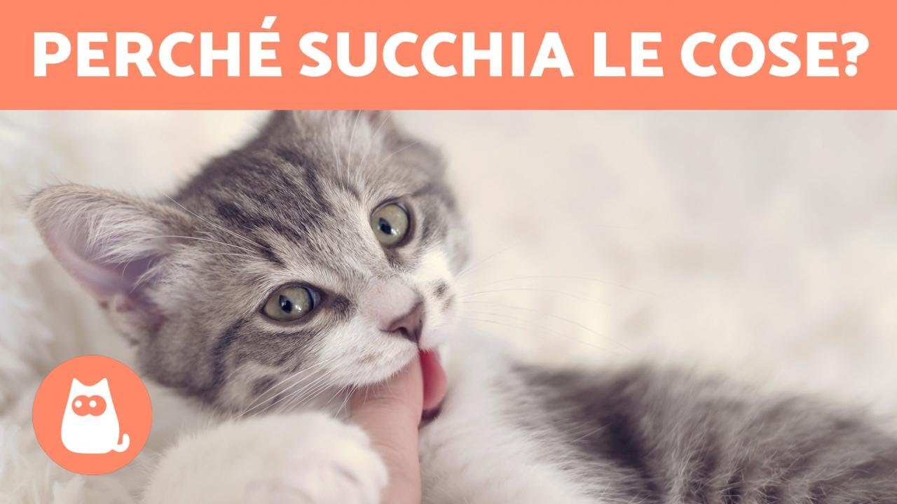 perché i gatto impasta e ciuccia