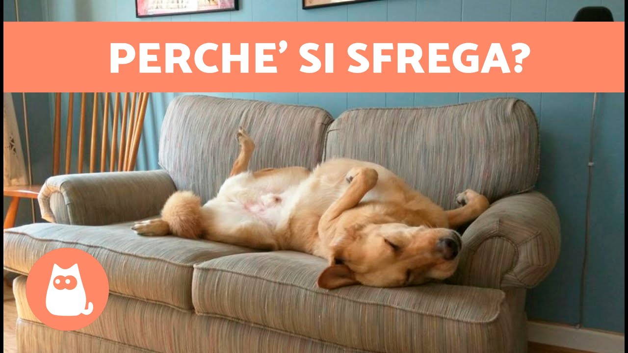 perché il cane si strofina sul divano