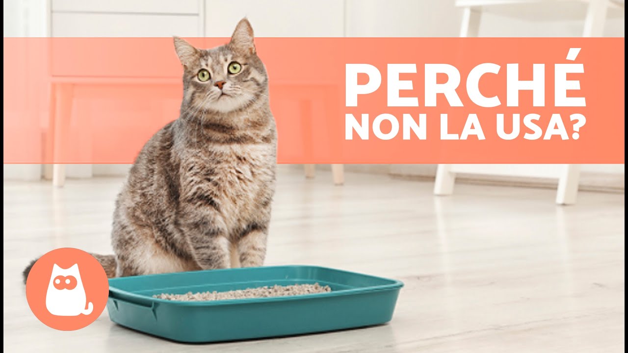 perchè il gatto fa la cacca sul letto