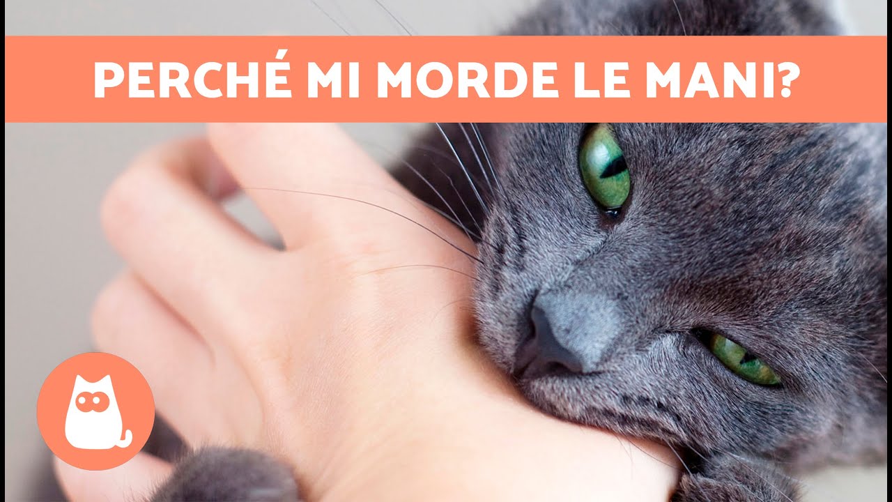 perchè il gatto morde le mani