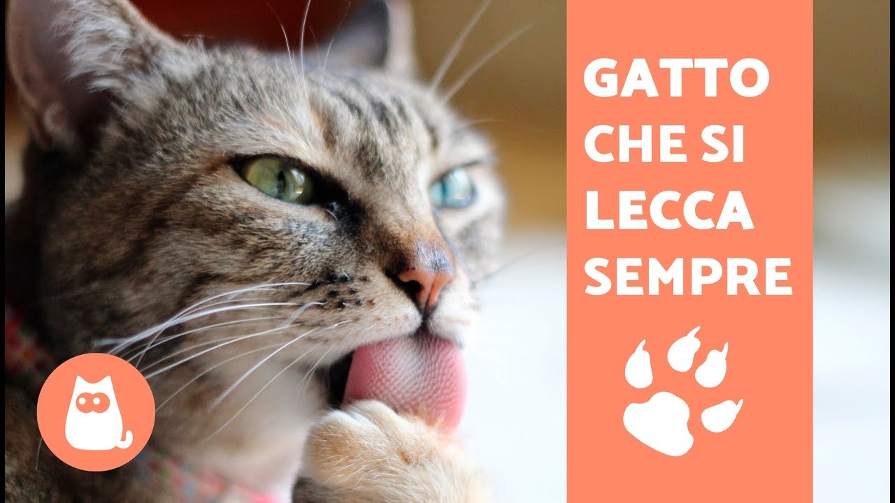 perché il gatto si lecca sempre