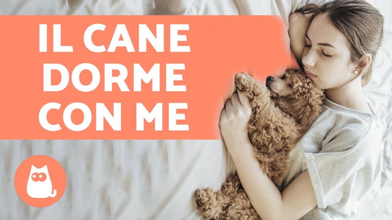 perche il mio cane dorme attaccato a me