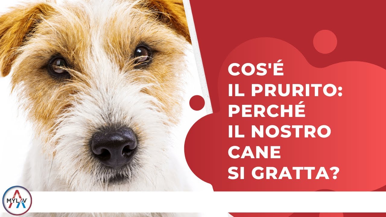 perché il mio cane si gratta