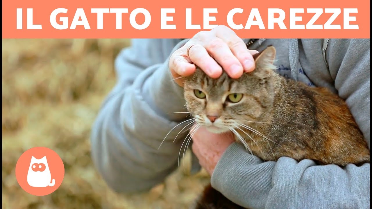 posso accarezzare il gatto in gravidanza