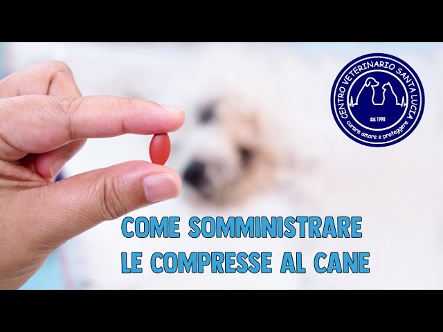 posso dare la tachipirina al cane