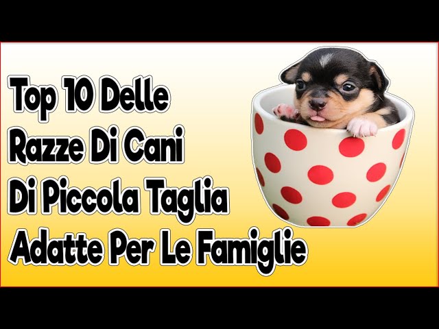 prezzi cani piccola taglia 100 euro