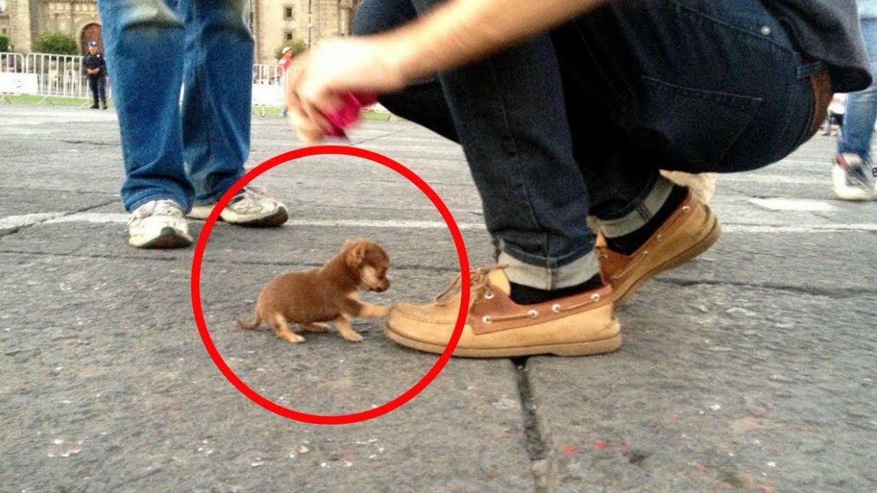 qual è il cane più piccolo del mondo