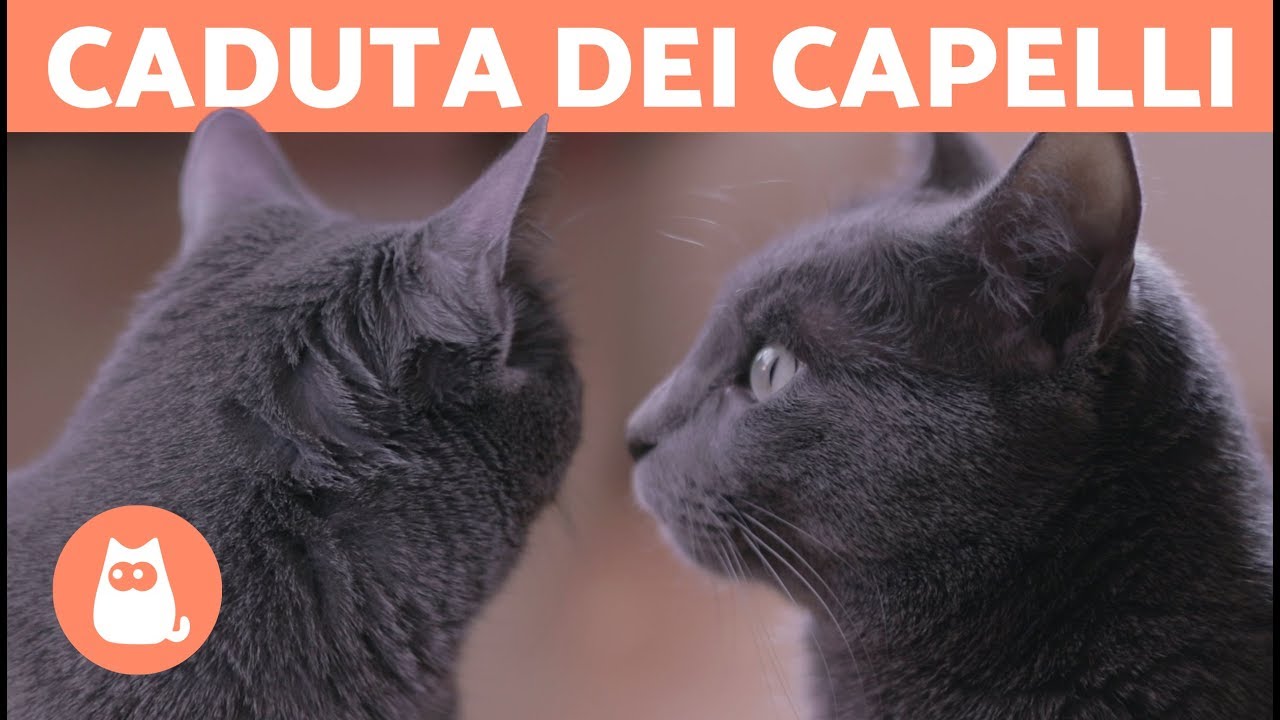 quando il gatto perde il pelo
