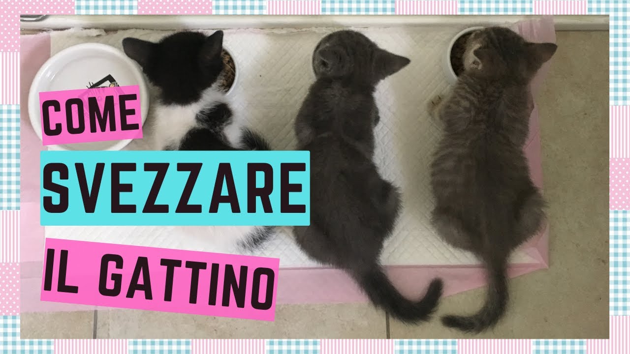 quando inizia lo svezzamento dei gattini
