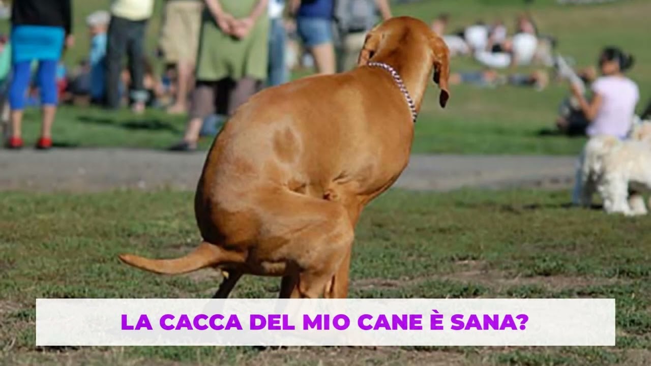 quante volte fa la cacca un cane