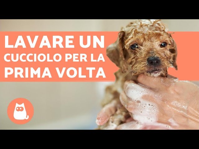 quante volte si può lavare un cucciolo di cane