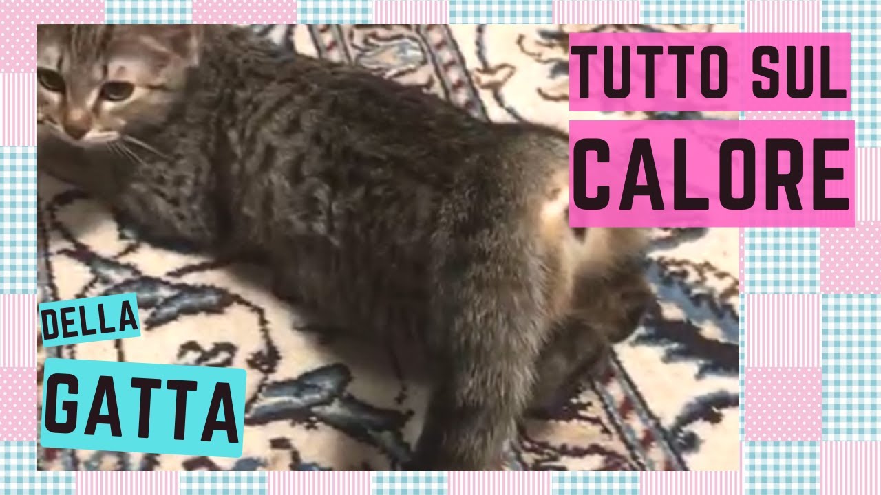 quante volte vanno in calore i gatti