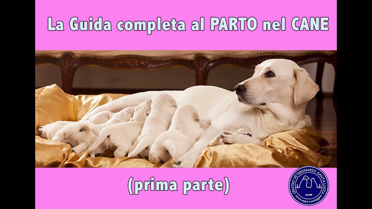 quanto ci mette un cane a partorire