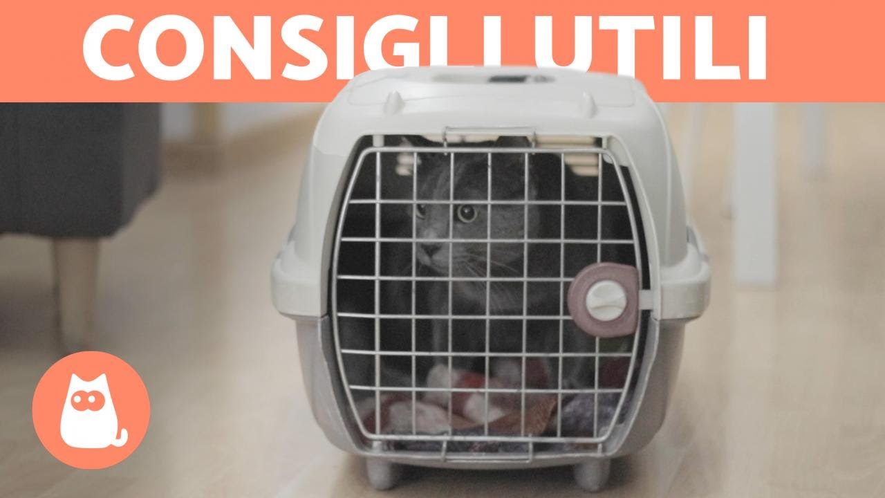 quanto ci mette un gatto ad ambientarsi