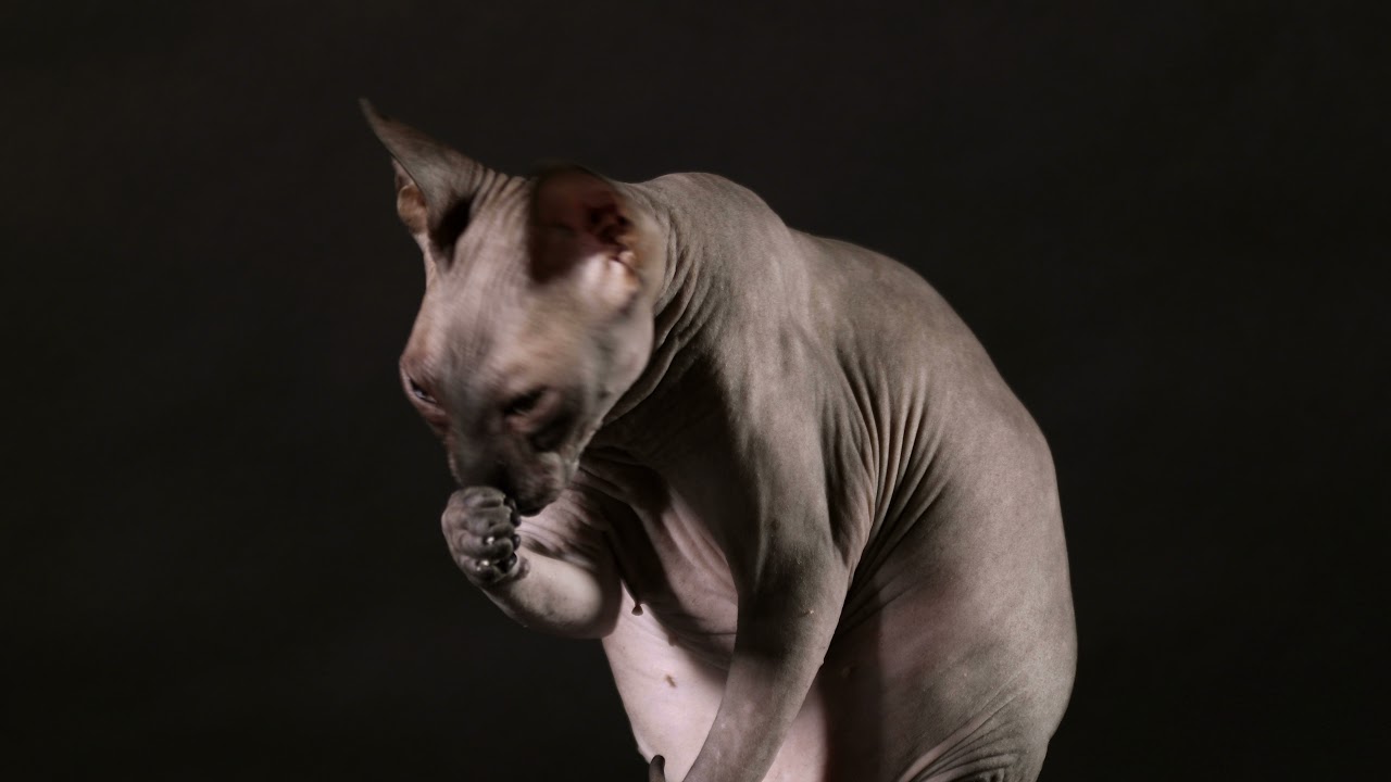 quanto costa il gatto senza pelo