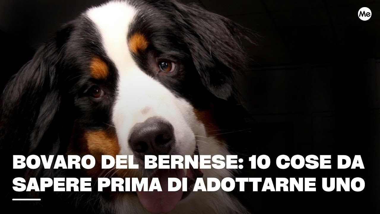 quanto costa un bovaro del bernese