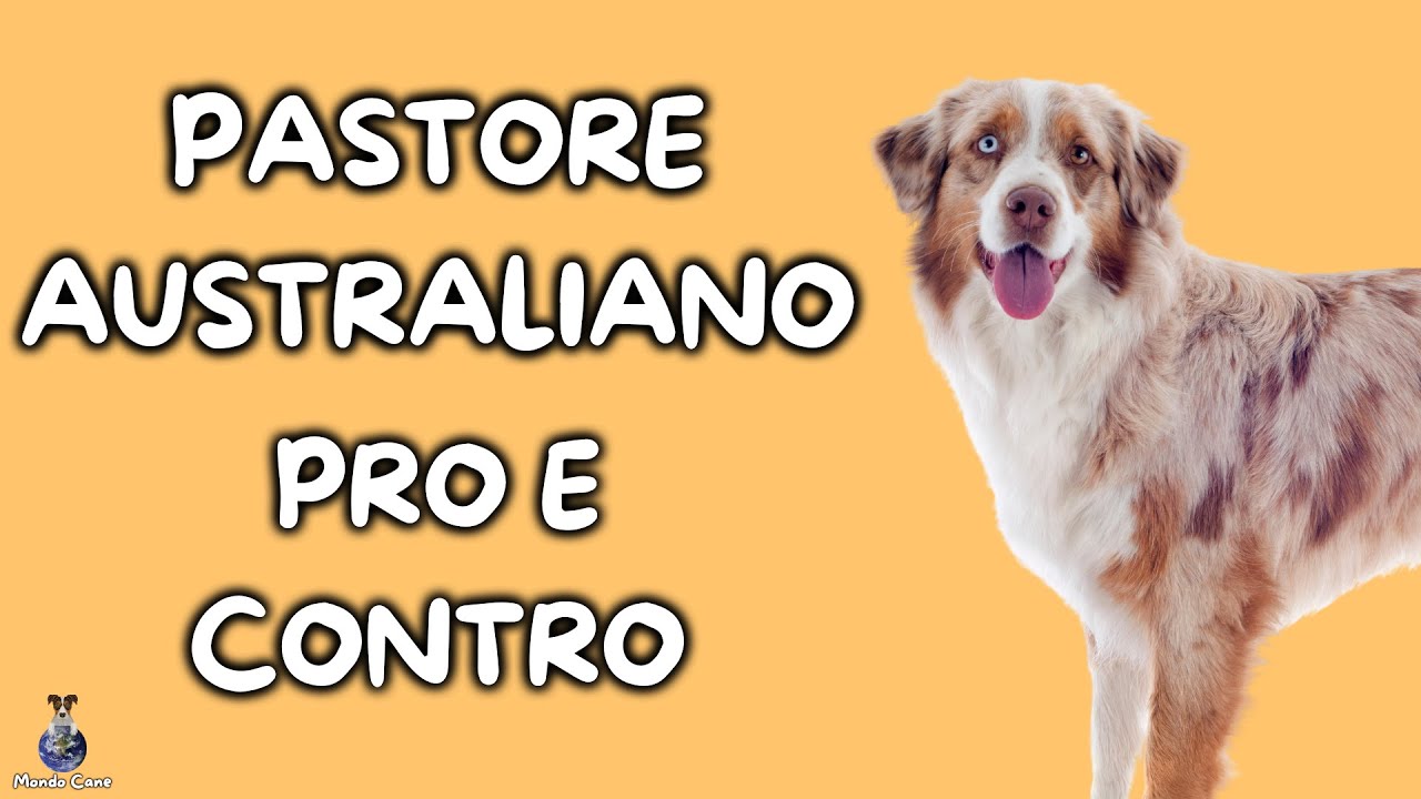 quanto costa un cucciolo di pastore australiano