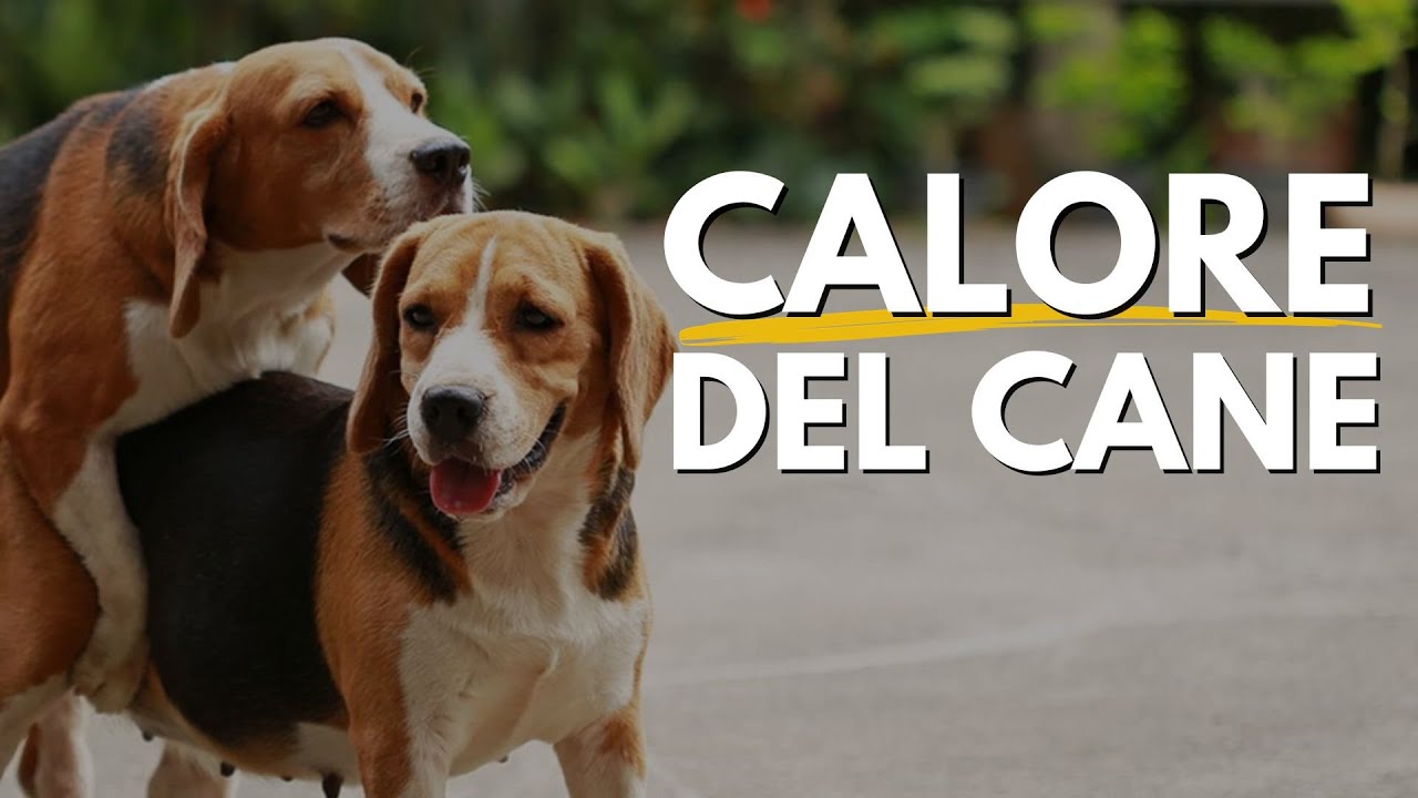 quanto dura il calore del cane maschio