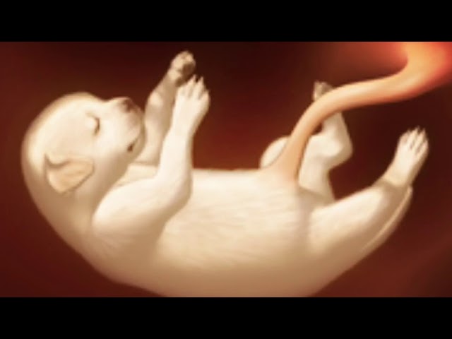 quanto dura la gestazione dei cani