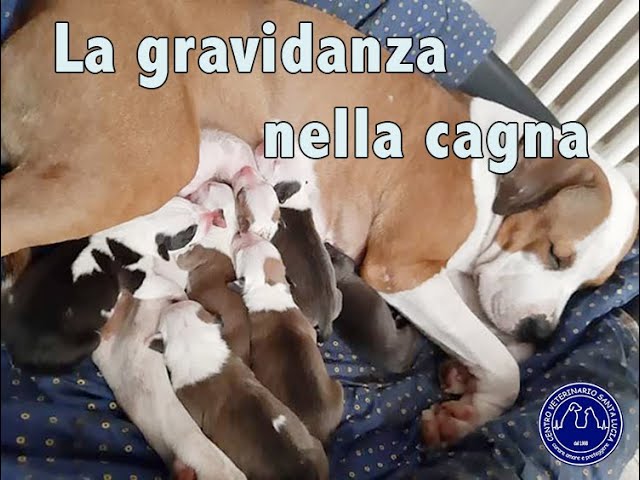 quanto dura la gravidanza di un cane di taglia piccola