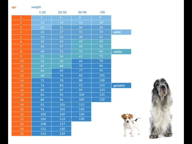 quanto valgono gli anni dei cani