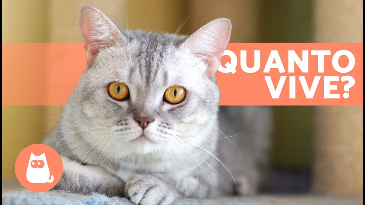 quanto vive in media un gatto