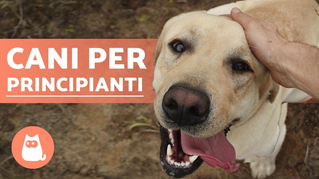 razze cani pelo corto taglia media