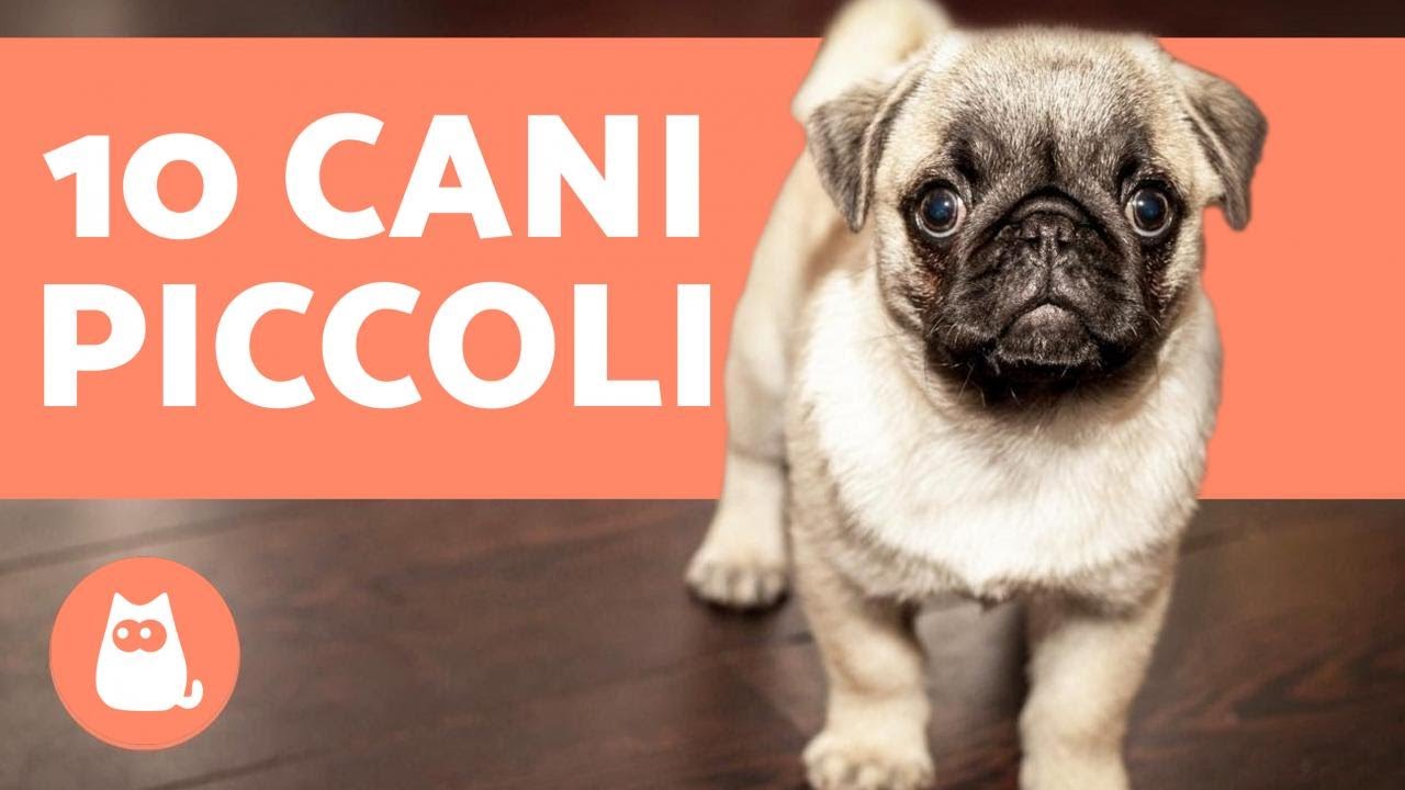 razze di cani piccoli pelo corto