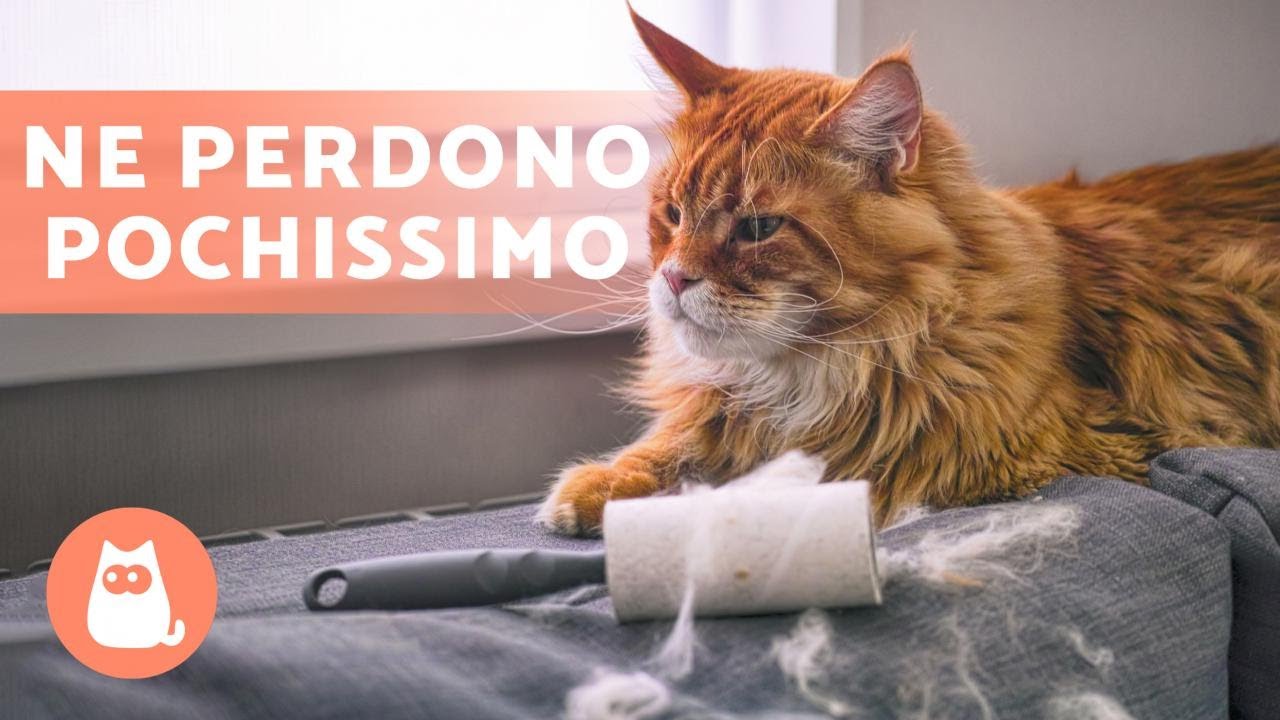 razze di gatti che non perdono pelo