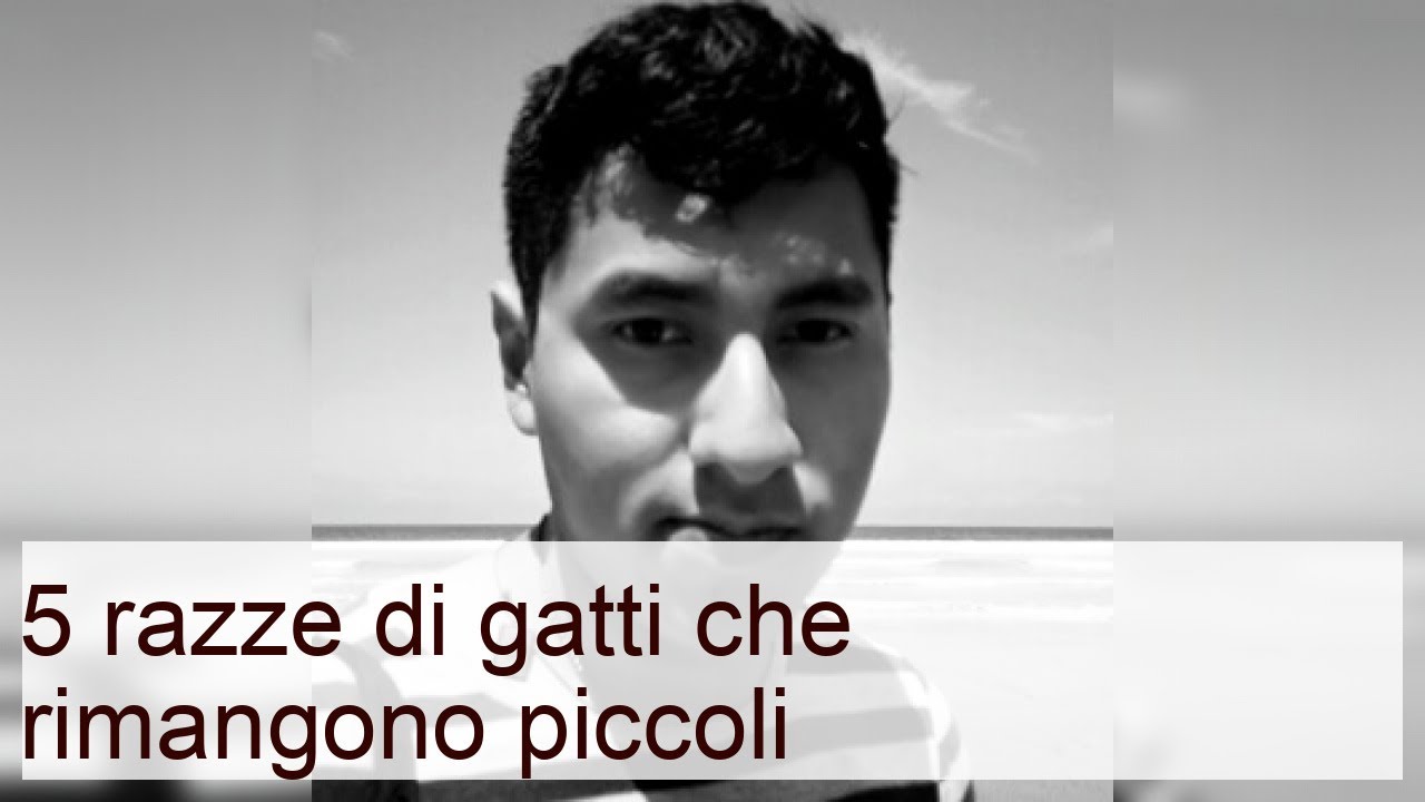 razze di gatti che rimangono piccoli