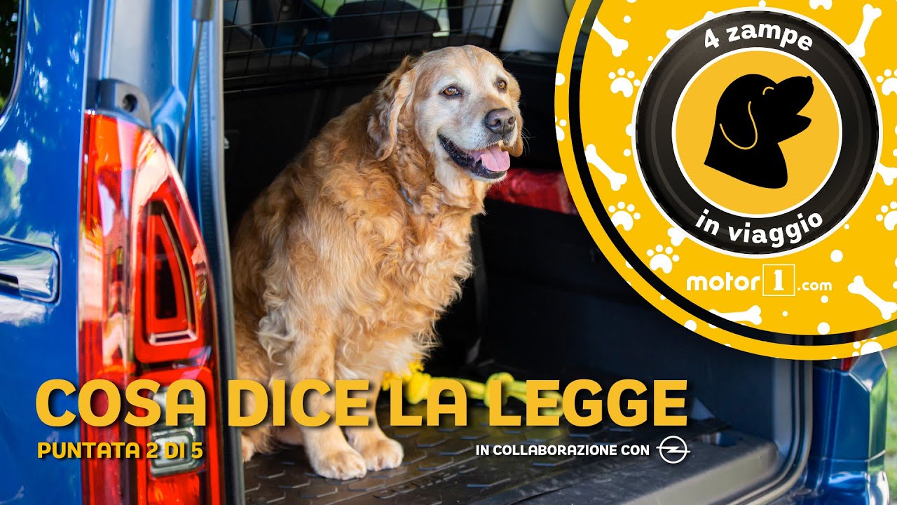 regole per trasporto cani in auto