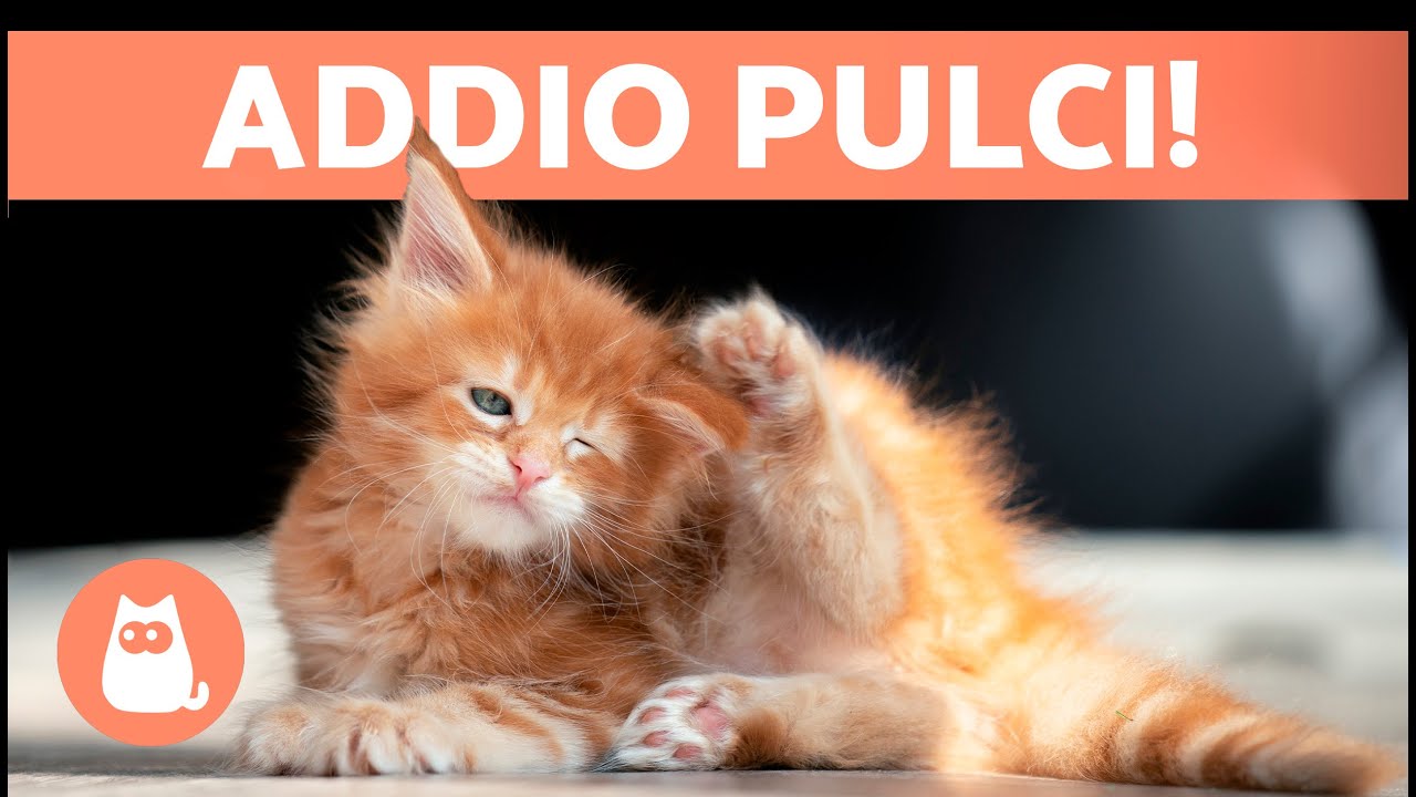 rimedi naturali per le pulci dei gatti
