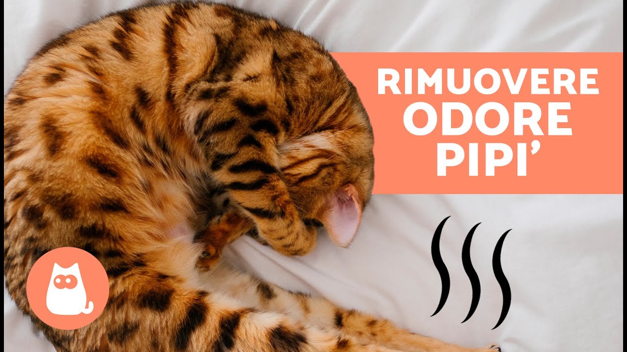 sentire odore di pipi di gatto