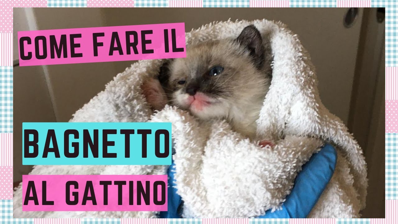 si possono lavare i gattini piccoli