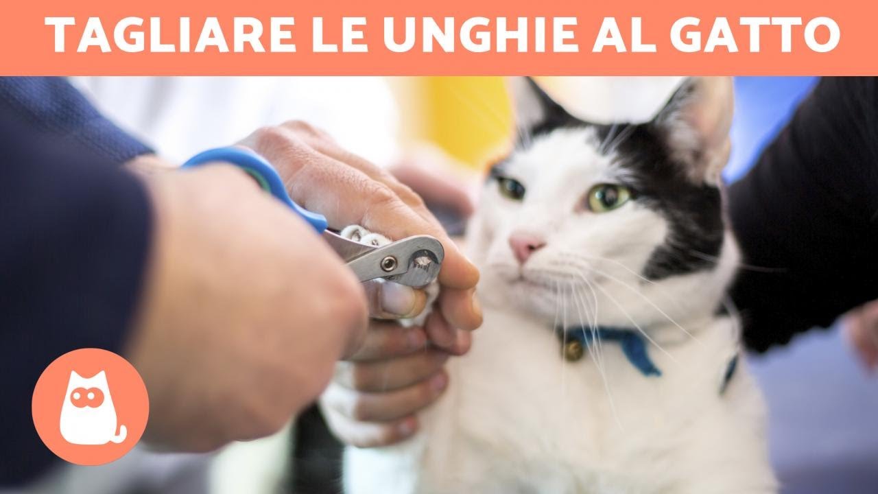 si possono tagliare le unghie al gatto