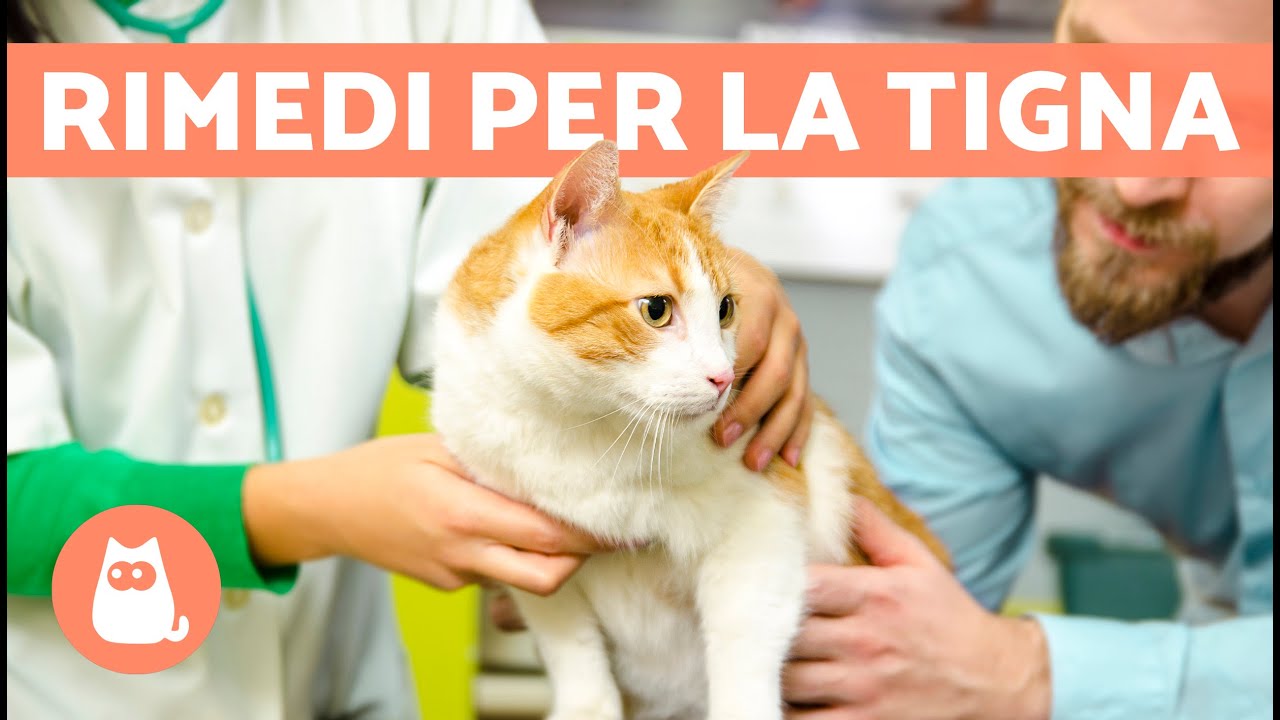 tigna gatto dopo quanto non è più contagiosa
